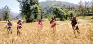 ग्रामीण किसान