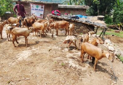 स्वरोजगार:  गांव में रहकर मजबूत कर रहे आर्थिकी