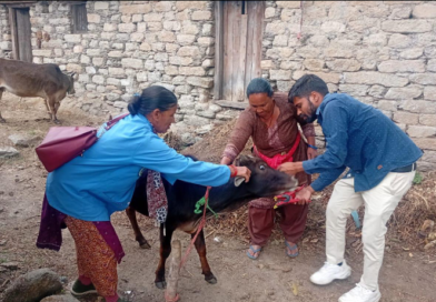 पशु सखी बनीं गांव की ‘डॉक्टर दीदी