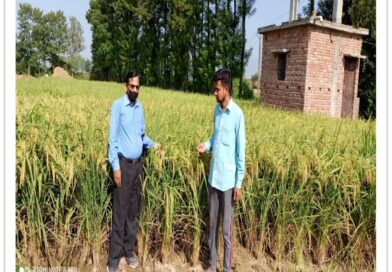 70 हेक्टेयर क्षेत्र में शुरू हुई हाइब्रिड धान खेती,