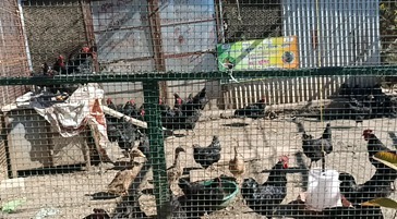 पोल्ट्री फार्म से रोजगार की तरफ बढाए कदम