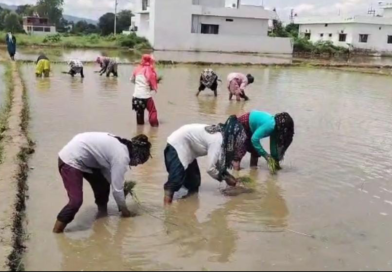 विलुप्त होती दून बासमती की खुशबू फिर लौटेगी