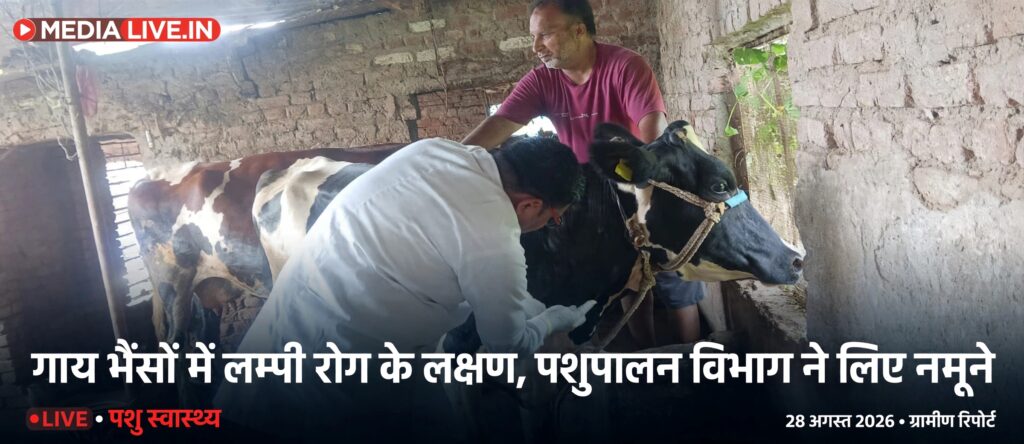 पशु चिकित्सा गौशाला में लम्पी स्किन डिजीज के लक्षणों की जांच करते हुए,नमूना लेते हुए