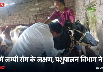 पशु चिकित्सा गौशाला में लम्पी स्किन डिजीज के लक्षणों की जांच करते हुए,नमूना लेते हुए