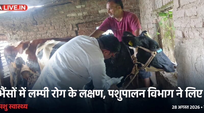 पशु चिकित्सा गौशाला में लम्पी स्किन डिजीज के लक्षणों की जांच करते हुए,नमूना लेते हुए