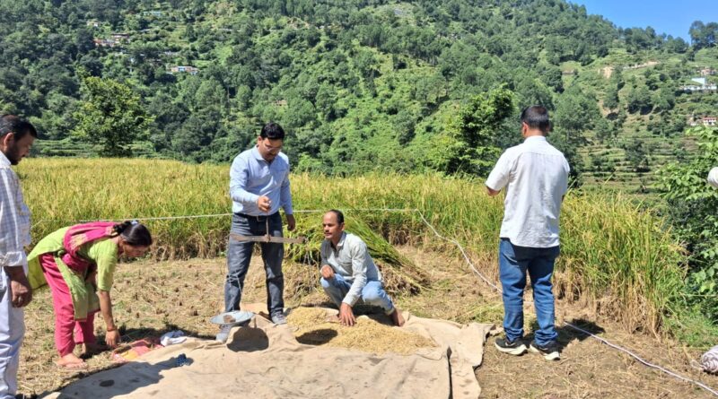 पौड़ी के रेवड़ी मल्ली गांव में धान की क्रॉप कटिंग करते मुख्य विकास अधिकारी अशोक जोशी