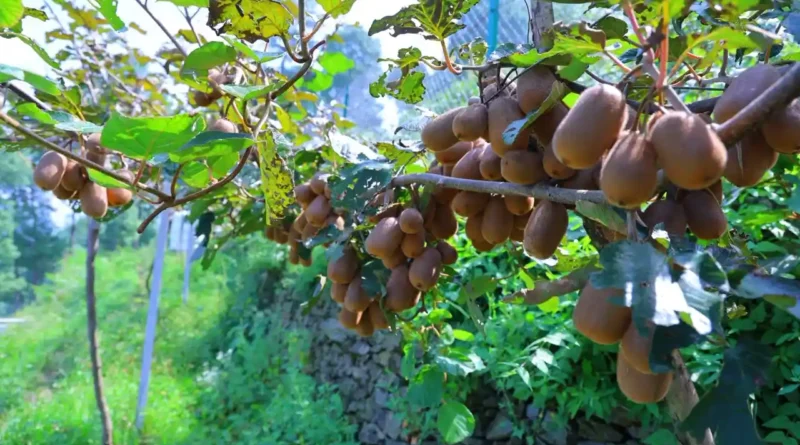 कीवी उत्पादन पौड़ी दीपक नौटियाल फार्म