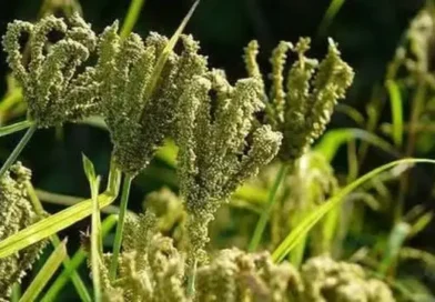पौड़ी में मंडुवा खरीद