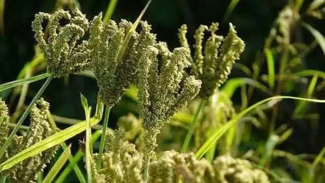 पौड़ी में मंडुवा खरीद
